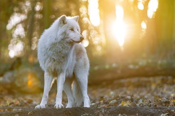 Foto für: Tierische Sommerabende