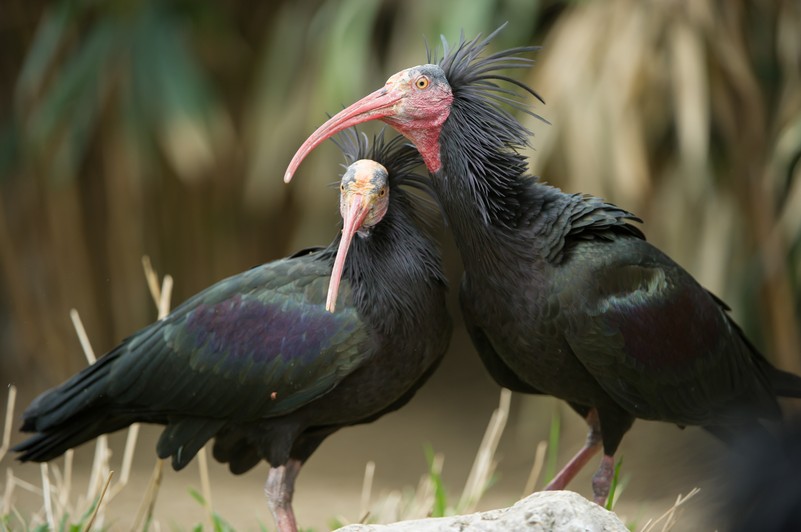 Species Protection in the Wild – Vienna Zoo Species Protection in the Wild – Vienna Zoo