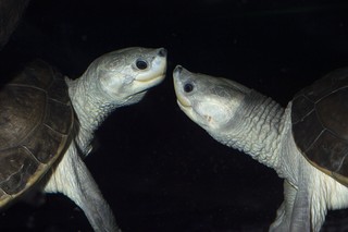 Batagur Flussschildkröte
