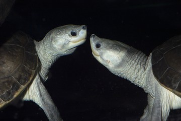 Foto für: Schildkröten-Tage