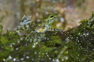 Kleiner Winkerfrosch