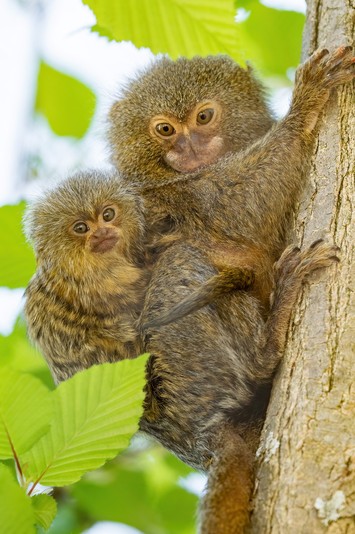 Fingeraffe Fingeraffe Baby Zwillinge Bei Den Zwergseidenaffen – Tiergarten