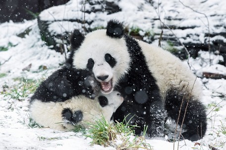 Schneespass Eisbad Im Tiergarten Schonbrunn Tiergarten Schonbrunn