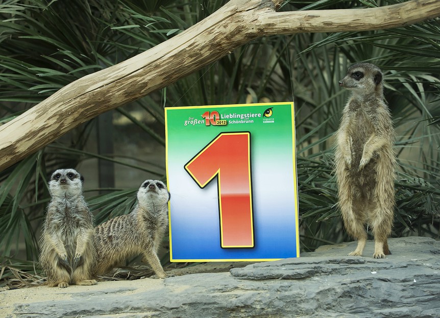 Die 10 Beliebtesten Tiere Der Welt www.zoovienna.at