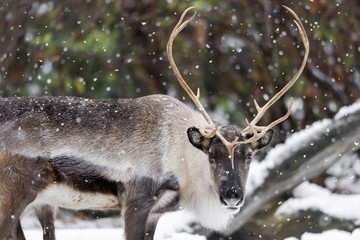 Foto für: Adventführungen 2022