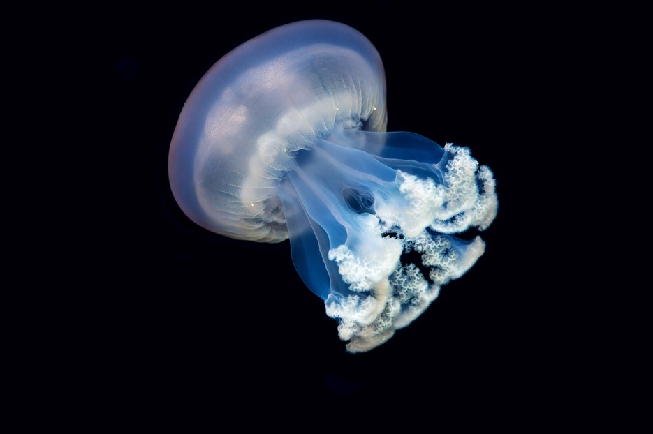 Research project Giant jellyfish Vienna Zoo