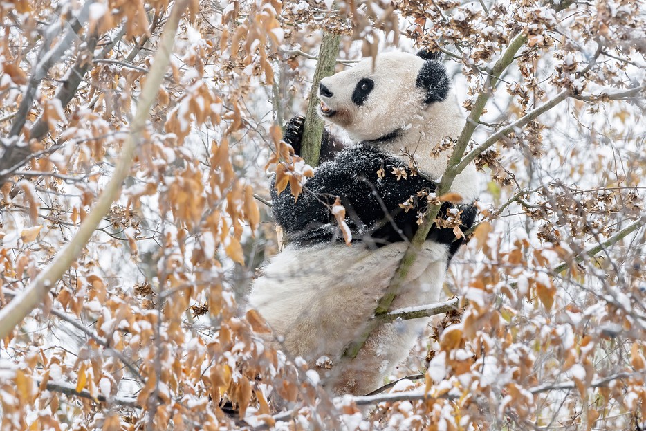 Großer Panda – Tiergarten Schönbrunn
