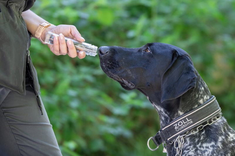 Working hard to train Wildlife Detection Dogs – Vienna Zoo