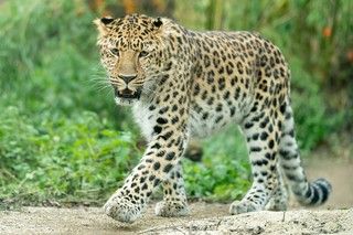 Amurleopard