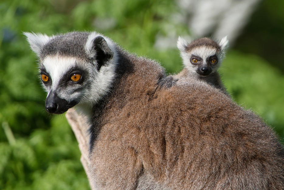 Katta-Nachwuchs im Tiergarten! – Tiergarten Schönbrunn