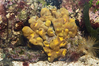 Goldener Zapfenschwamm