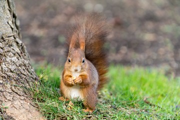 Foto für: City Nature Challenge 2021