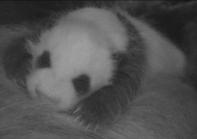 Panda fällt herunter GIF