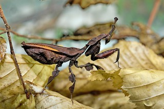 Geistermantis