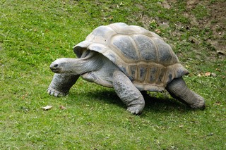 Seychellen Riesenschildkröte