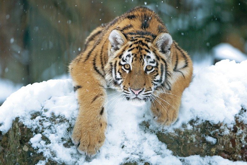 Tiger Lieben Den Schnee Tiergarten Schonbrunn