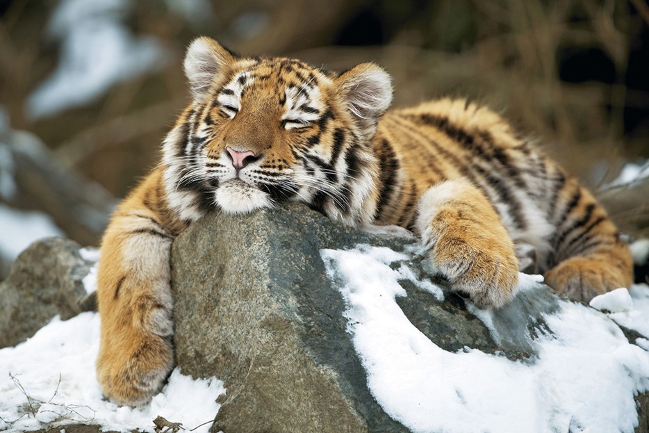 Tiger Lieben Den Schnee Tiergarten Schonbrunn