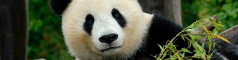 Pandateaser2