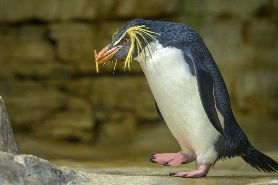 Nördlicher Felsenpinguin – Tiergarten Schönbrunn