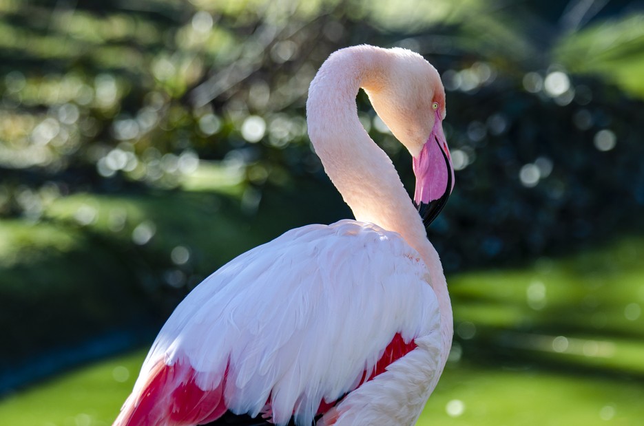 Rosa Flamingo – Tiergarten Schönbrunn