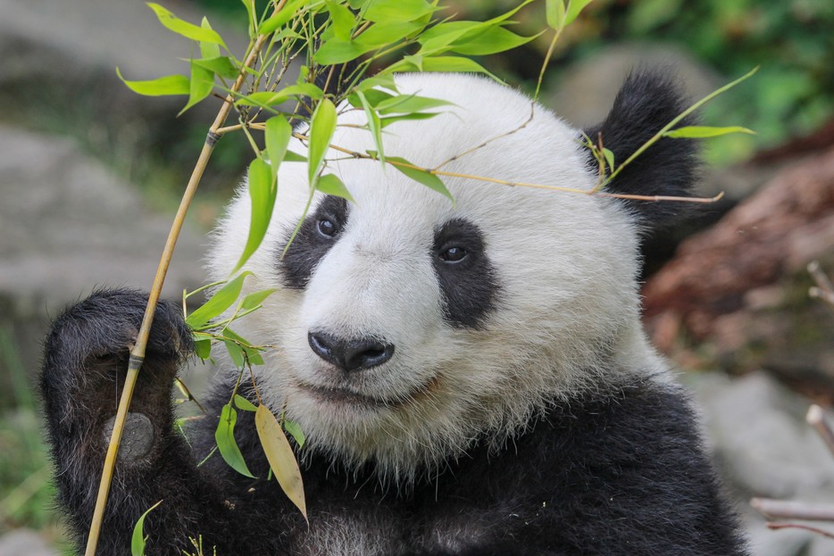 Großer Panda Tiergarten Schönbrunn