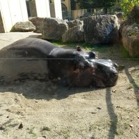 Foto Hippo