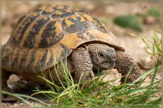 Griechische Landschildkröte