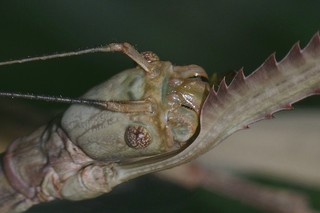 Malaiische Riesenstabschrecke