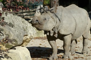 Panzernashorn