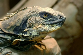 Schwarzbrustleguan 