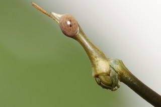 Pferdekopfschrecke