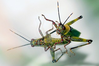 Harlekinschrecke