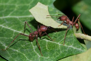 Blattschneider-Ameisen 