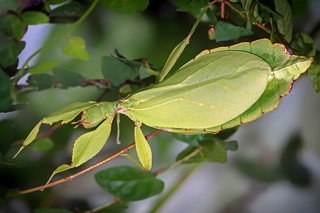 Wandelndes Blatt