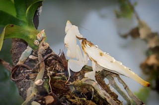Orchideenmantis