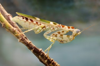 Asiatische Blütenmantis