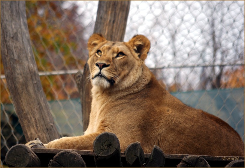 Foto aeschlih , 29. November 2010