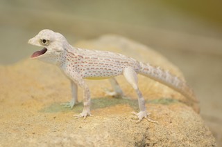 Skorpionschwanzgecko