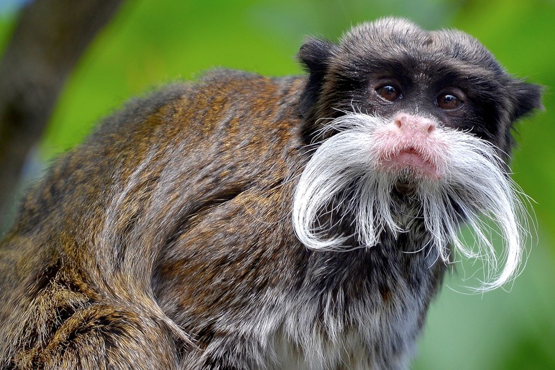 Kaiserschnurrbart Tamarin Tiergarten Schonbrunn
