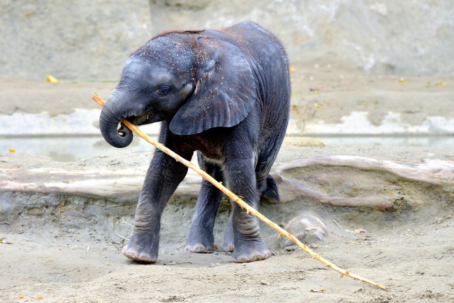 Afrikanischer Elefant – Tiergarten Schönbrunn