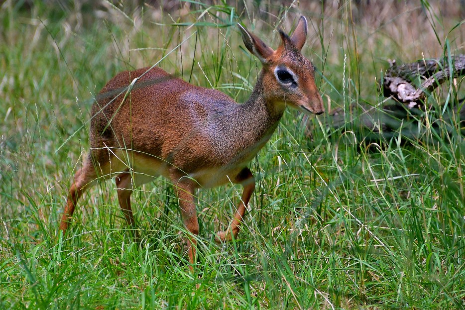 Domáča Strán – Vienna Zoo