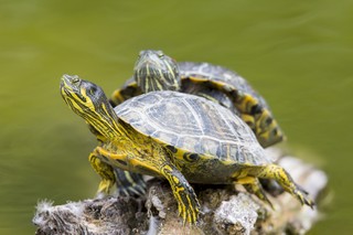 Gelbwangen-Schmuckschildkröte