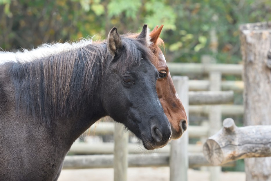 Huzule Tiergarten Schönbrunn