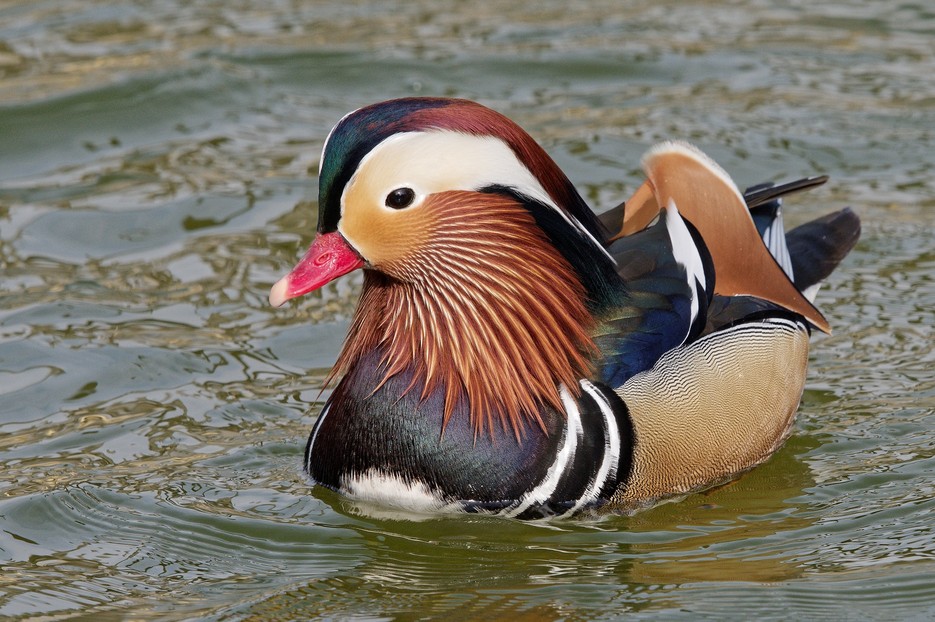 Mandarinente – Tiergarten Schönbrunn