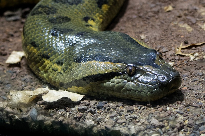 Grosse Anakonda Tiergarten Schonbrunn
