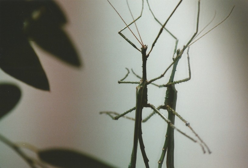 Nonak Insect 3. April 2014