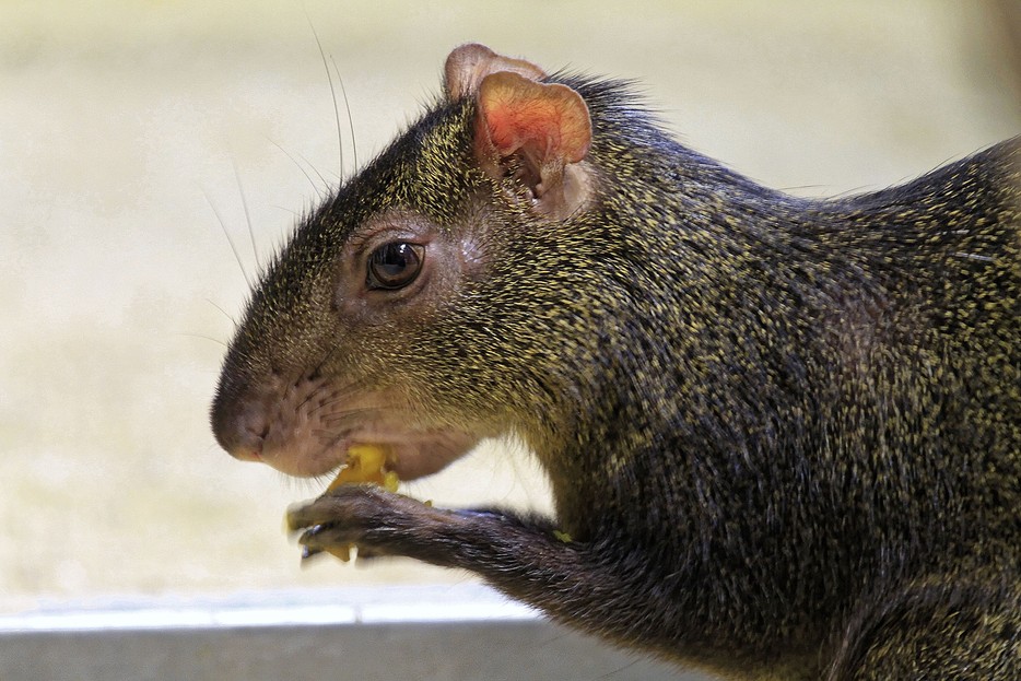 Goldaguti Tiergarten Schönbrunn