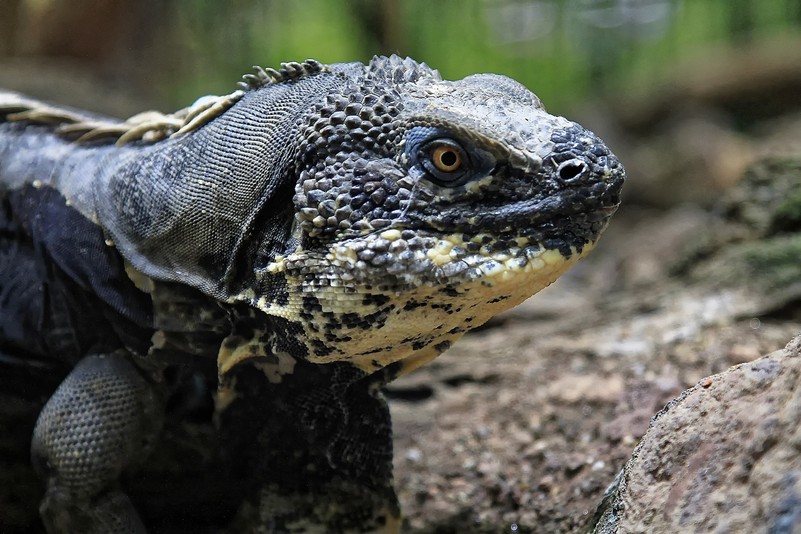 Schwarzbrustleguan – Tiergarten Schönbrunn