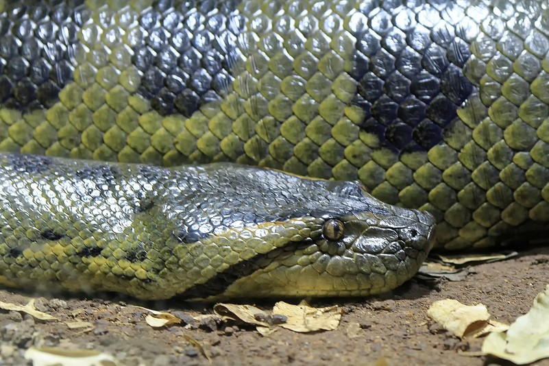 Grosse Anakonda Tiergarten Schonbrunn