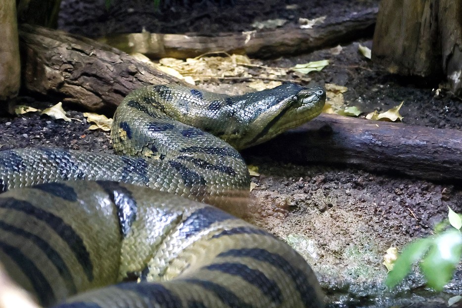 Große Anakonda – Tiergarten Schönbrunn